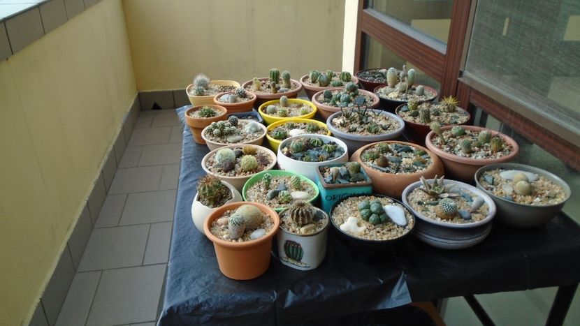 6 iun. 2020 - Gradinita de cactusi - Cactusi 2020 evolutie primavara