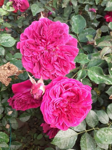  - Wiliam shakespeare