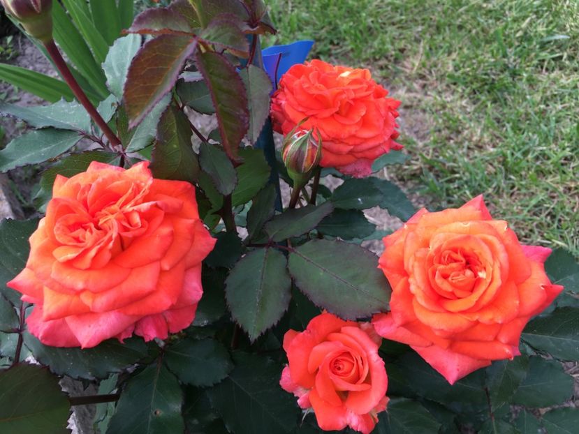  - Valerie de Montgolfier