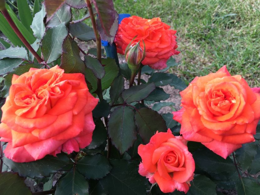  - Valerie de Montgolfier