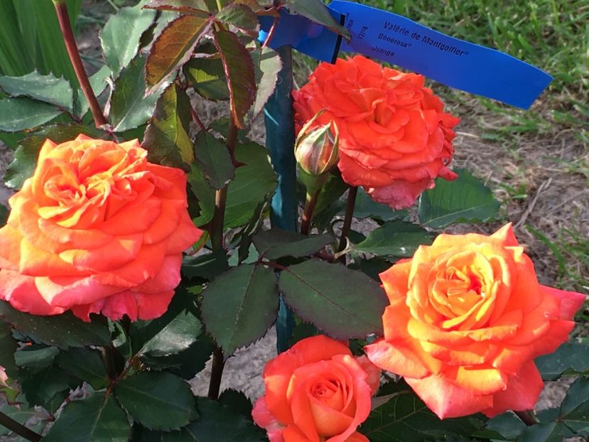  - Valerie de Montgolfier