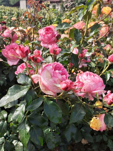  - Emilia Maria sau Molinard floribunda-Delbard 2013 Starkl