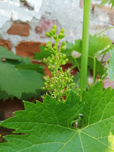 IMG-20200602-WA0017 - Rod bogat 2020