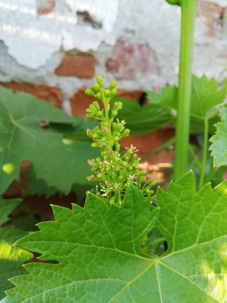 IMG-20200602-WA0016 - Rod bogat 2020