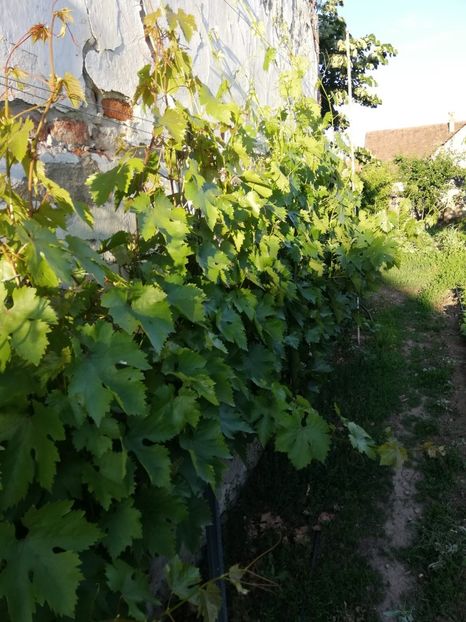 IMG-20200602-WA0012 - Rod bogat 2020