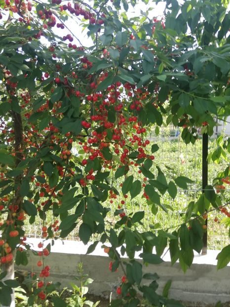 IMG-20200606-WA0007 - Rod bogat 2020