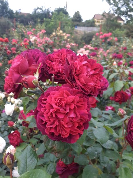  - Gradina max fara nume-2019