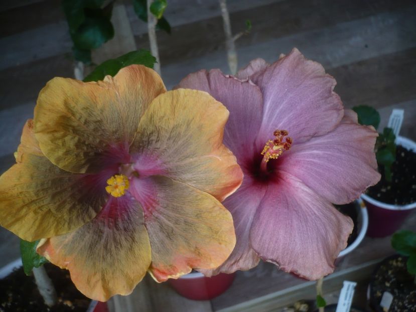 P1440370 - HIBISCUSI 2020-1