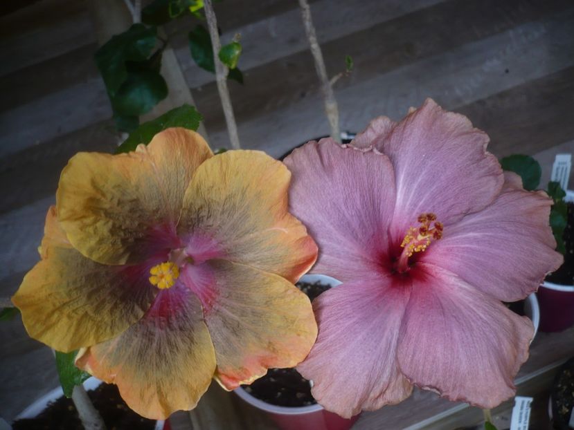 P1440371 - HIBISCUSI 2020-1