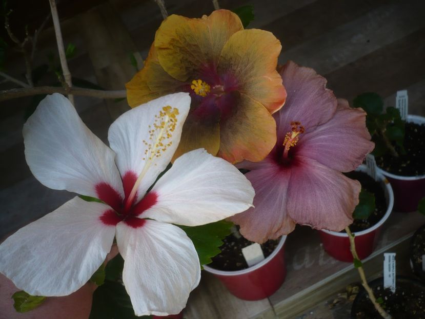 P1440372 - HIBISCUSI 2020-1