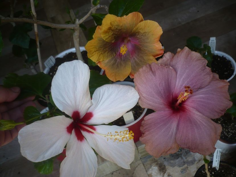 P1440374 - HIBISCUSI 2020-1