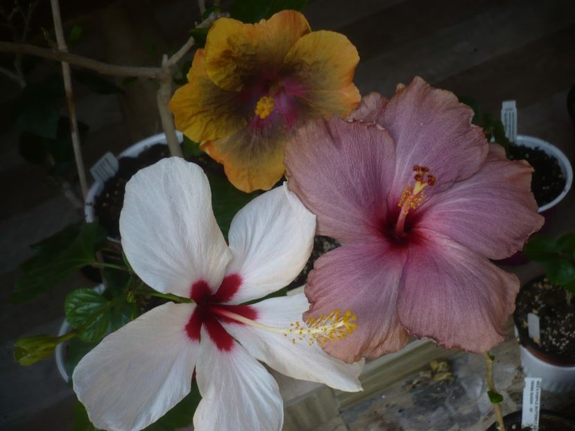 P1440375 - HIBISCUSI 2020-1