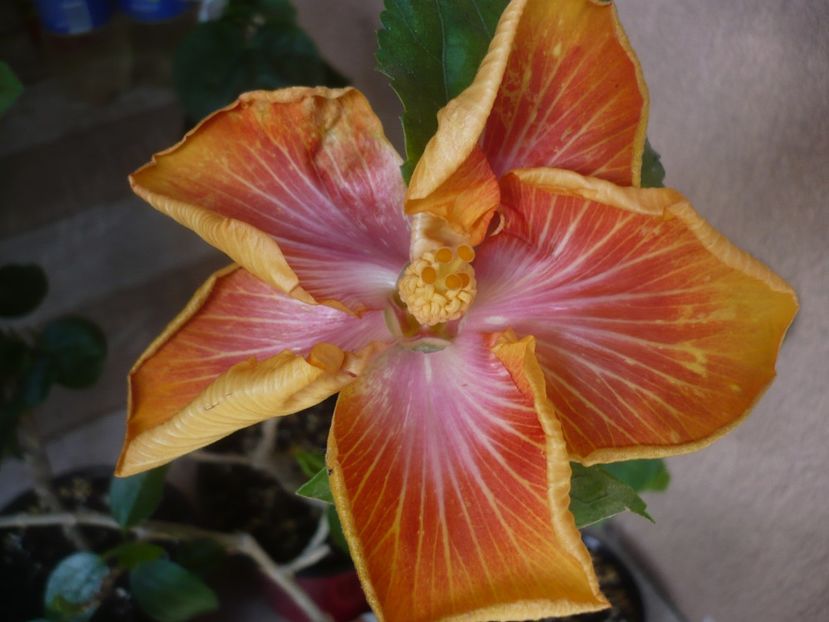 P1440377 - HIBISCUSI 2020-1