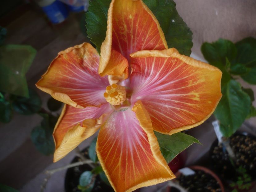 P1440378 - HIBISCUSI 2020-1