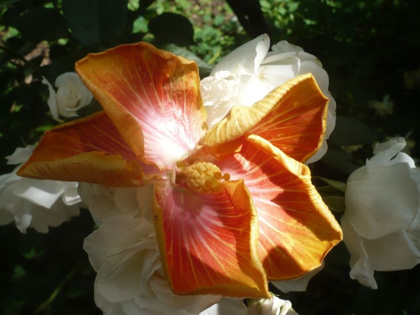 P1440379 - HIBISCUSI 2020-1