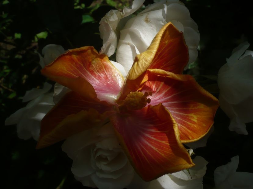 P1440380 - HIBISCUSI 2020-1