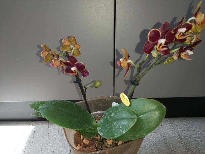 Sunrise Red Peoker - phalaenopsis