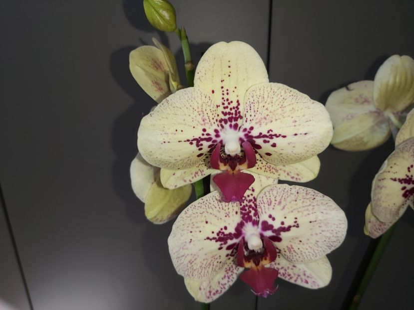 Ph Fata Morgana - phalaenopsis