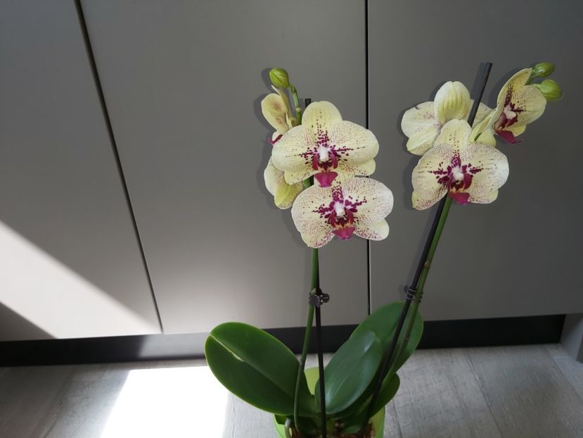  - phalaenopsis