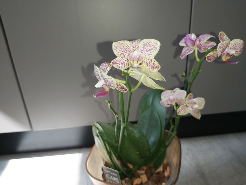 Sogo Pikachu - phalaenopsis