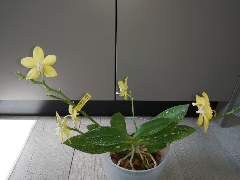 La Paz Honey Poppy - phalaenopsis