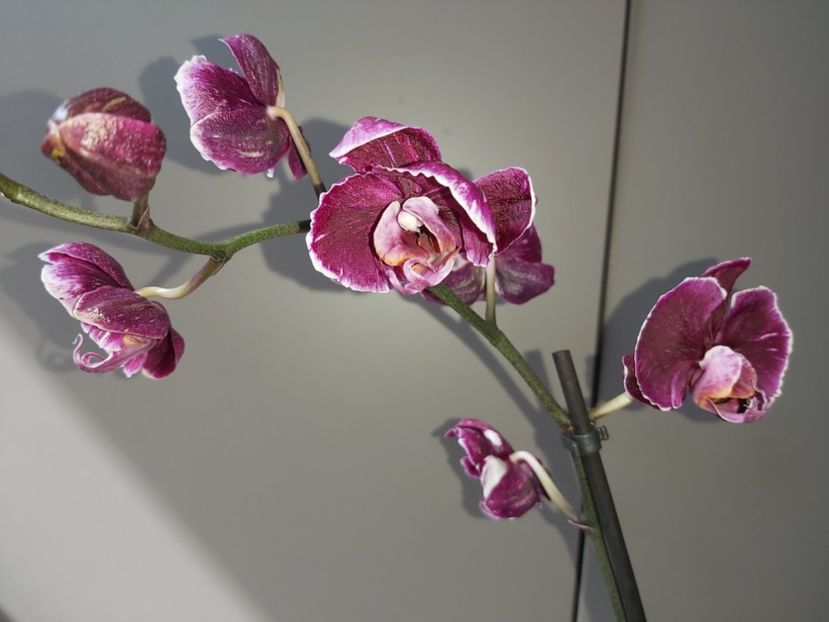 - phalaenopsis