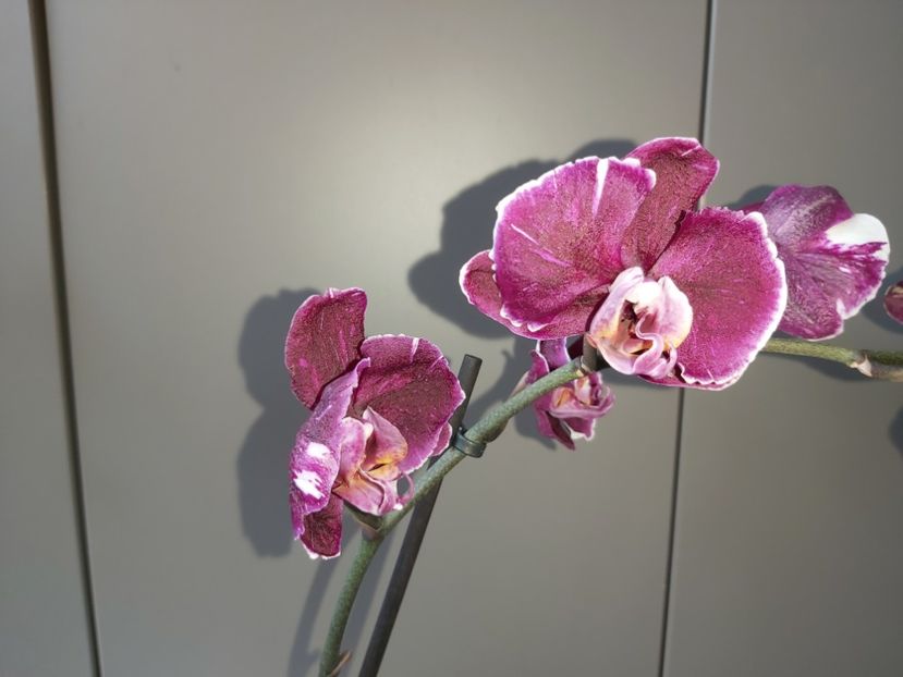  - phalaenopsis