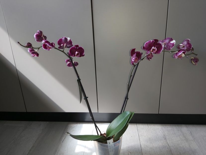 Ph Magic Art( altfel), flori pelorice - phalaenopsis