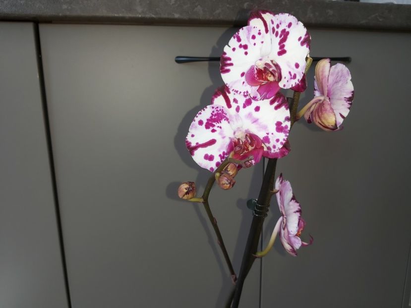 Ph Magic Art - phalaenopsis