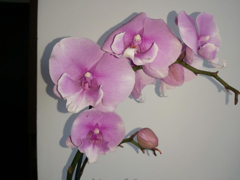  - phalaenopsis