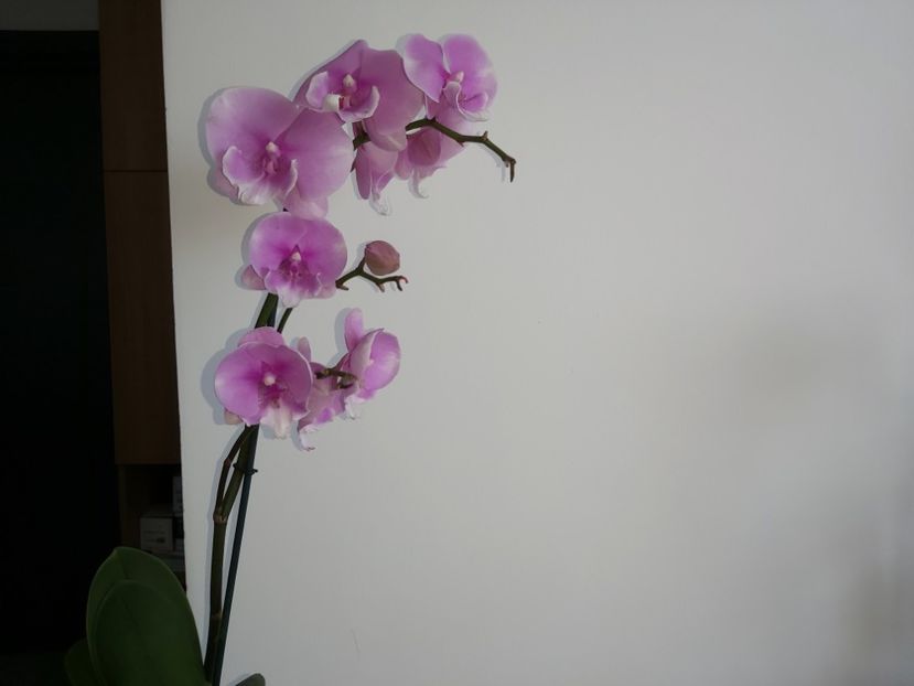 - phalaenopsis