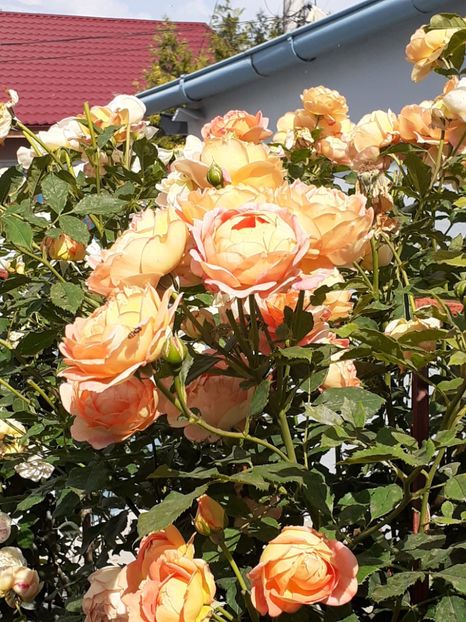  - Lady of Shalott 2020