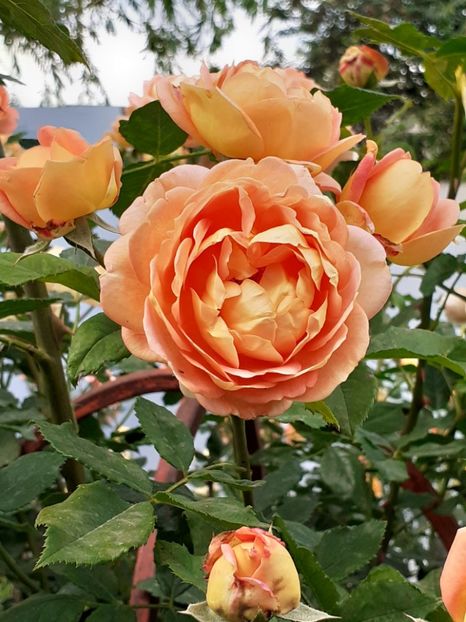  - Lady of Shalott 2020