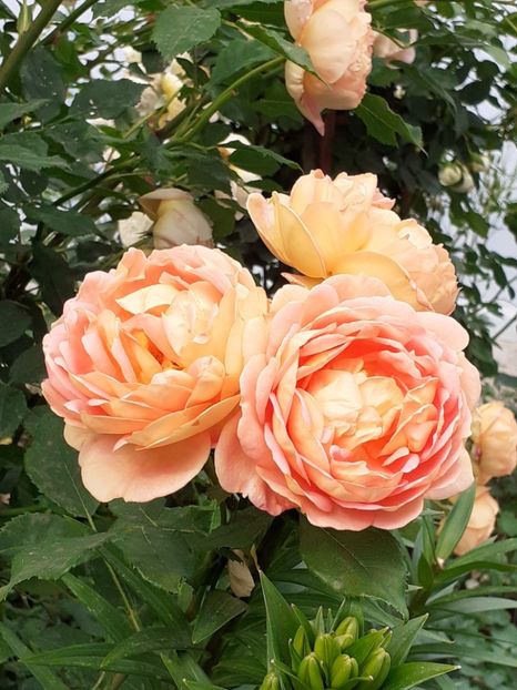  - Lady of Shalott 2020