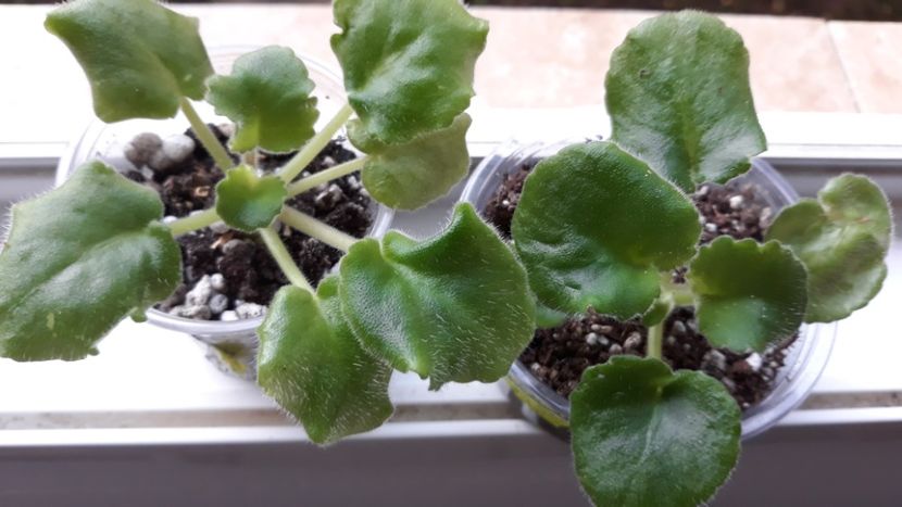  - LE Vzbitie Slivki zzz