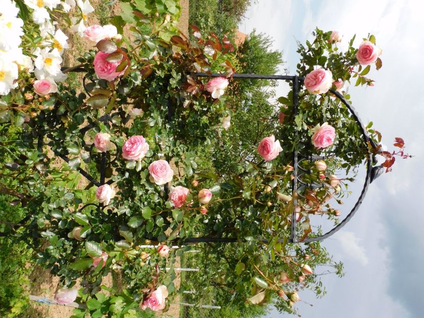  - Trandafiri urcatori 2020