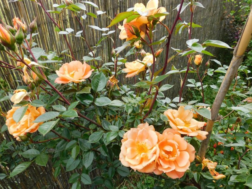  - Trandafiri urcatori 2020