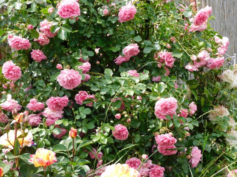  - Trandafiri urcatori 2020