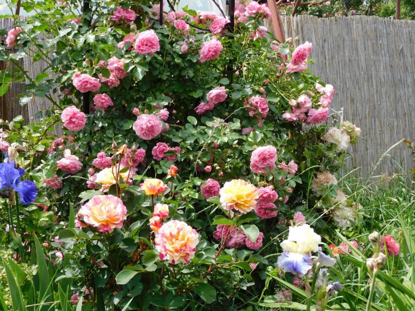  - Trandafiri urcatori 2020