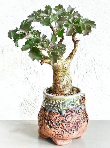 Cyphostemma betiforme - Vase - aranjamente - accesorii