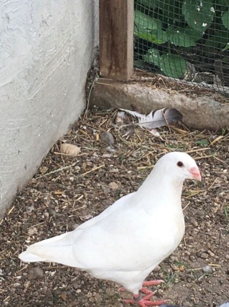 BE3C81C8-FAB4-4B27-A465-C5BED5FEA0A2 - Pui AGH 2020