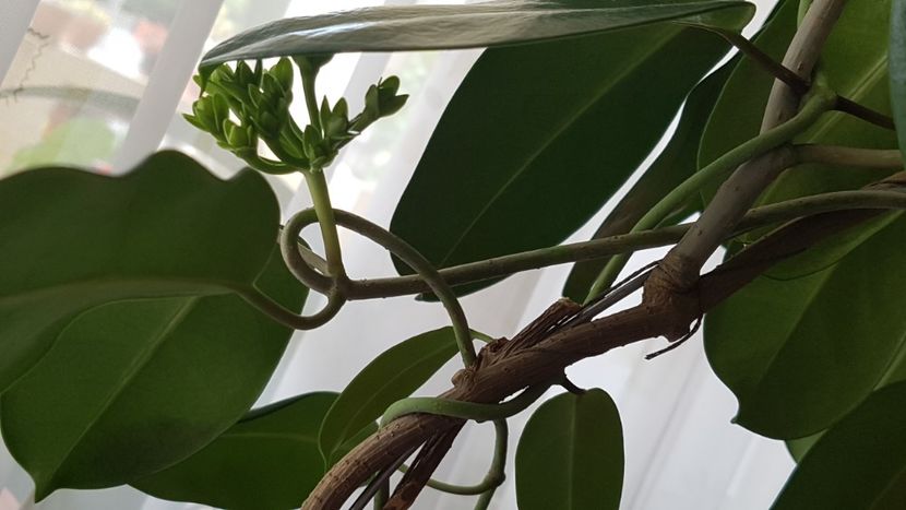 Stephanotis floribunda-iasomia de Madagascar - Alte plante de interior