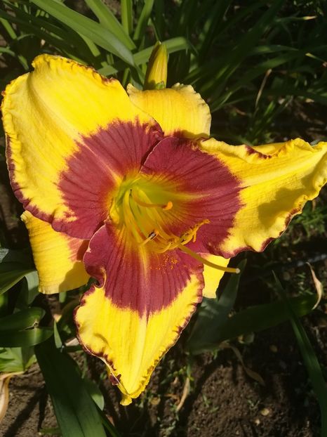 Punxsatawney phil - Hemerocallis 2020