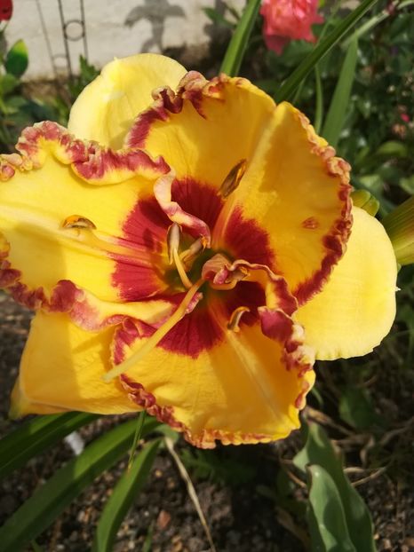 Fashion police - Hemerocallis 2020