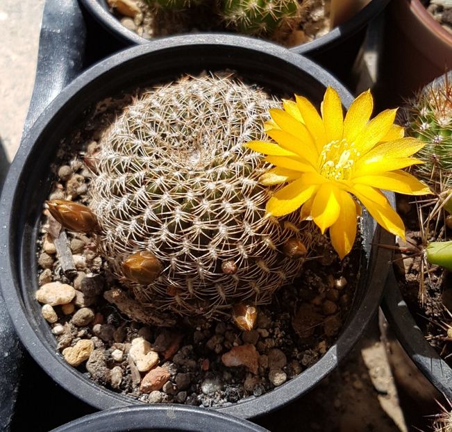 Rebutia arenacea - Rebutia