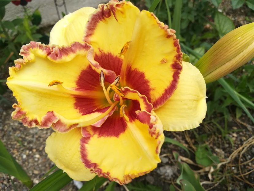  - Hemerocallis 2020