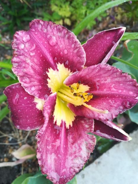 Catches in the eyes - Hemerocallis 2020