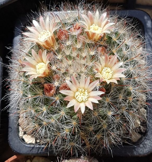 Mammillaria bocasana cu flori galbene. - Mammillaria