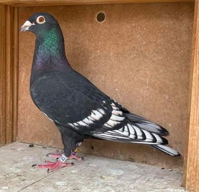  - NU AMI APARTIN 2020