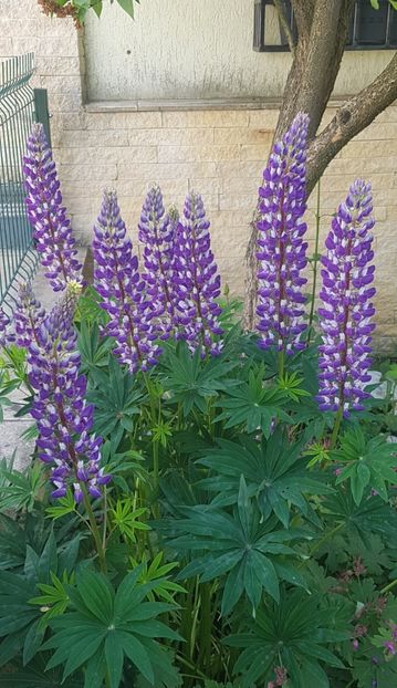 Lupin mov cu alb - Iunie 2020